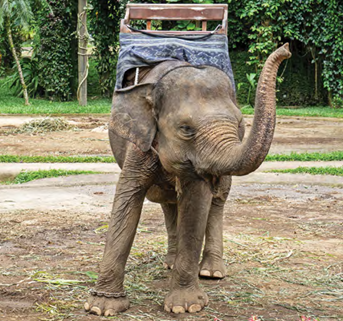 An elephant being chained and carrying something. Photographed at Mason Elephant Park in Bali.